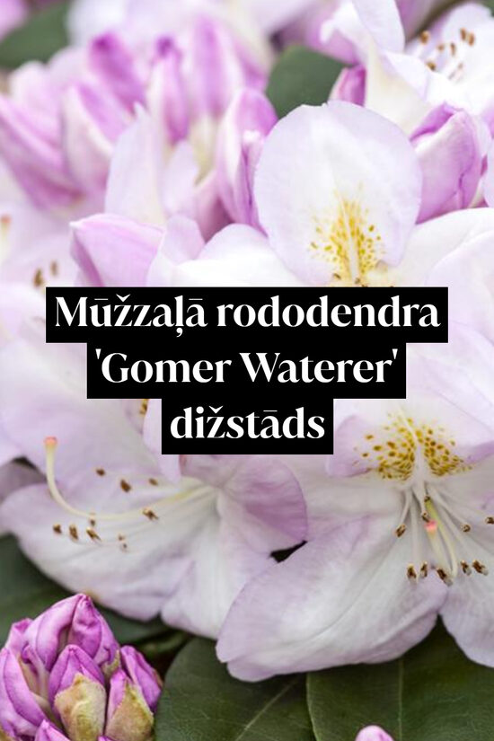 Mūžzaļā rododendra 'Gomer Waterer' dižstāds - kupls, izteiksmīgs krūms